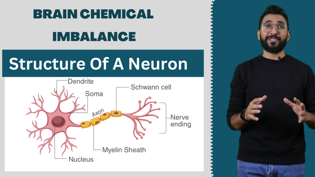 Structure Of Neuron By Kamran Sharif